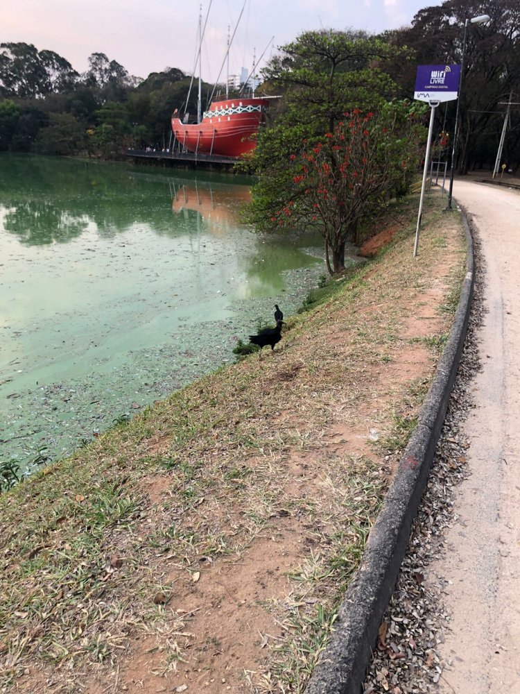 Fotos mostram água esverdeada na Lagoa do Taquaral, em Campinas; prefeitura culpa falta de chuva