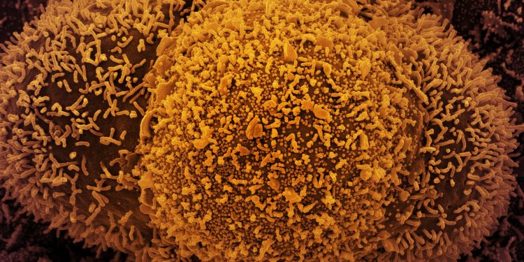 País tem 24.382 novos casos de covid-19 e 44 mortes em 24 horas