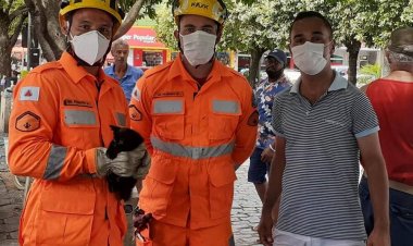 Gatos são resgatados dentro do capô de veículos por Bombeiros de Leopoldina