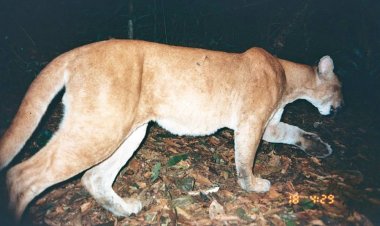Ataques de onça assustam moradores em Leopoldina