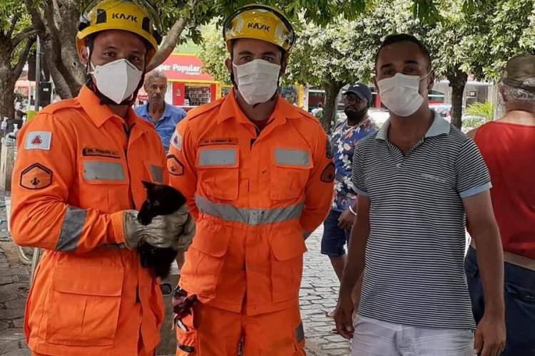 Gatos são resgatados dentro do capô de veículos por Bombeiros de Leopoldina