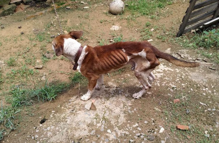 Homem de 39 anos é preso em Miraí por maus tratos a um cachorro