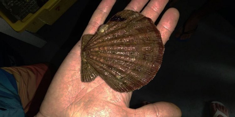 Estudo avalia se substância contida em vieiras pode combater metástase