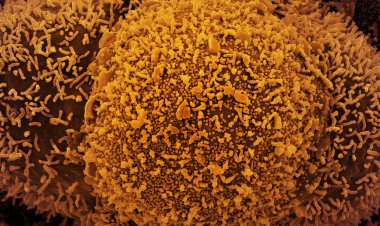 Brasil registra 657,1 mil mortes e 29,61 milhões de casos por covid-19