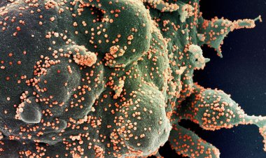 Brasil registra 394 mortes por covid-19 nas últimas 24 horas