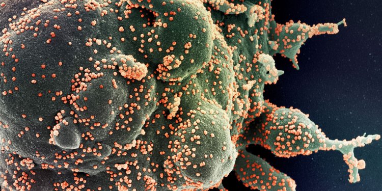 Curva nacional de casos de covid-19 mantém-se em queda, diz InfoGripe