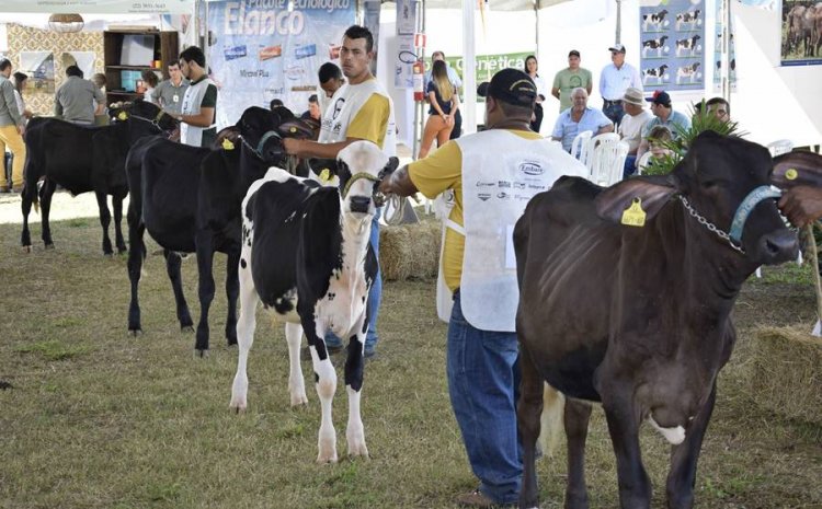 De 18 a 23 de abril Leopoldina sedia Primeira Exposição Regional Girolando Sem Fronteiras