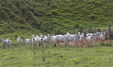 PCMG recupera 20 cabeças de gado em Brás Pires