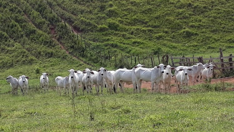 PCMG recupera 20 cabeças de gado em Brás Pires