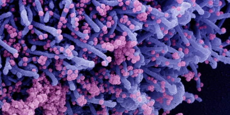 Mais de 98% dos paulistanos adultos têm anticorpos contra covid-19