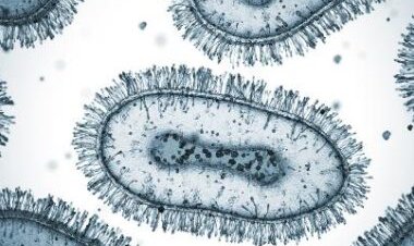 Viçosa confirma primeiro caso suspeito de Varíola dos Macacos