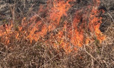 Incêndio queima 3 hectares de mata em Teixeiras