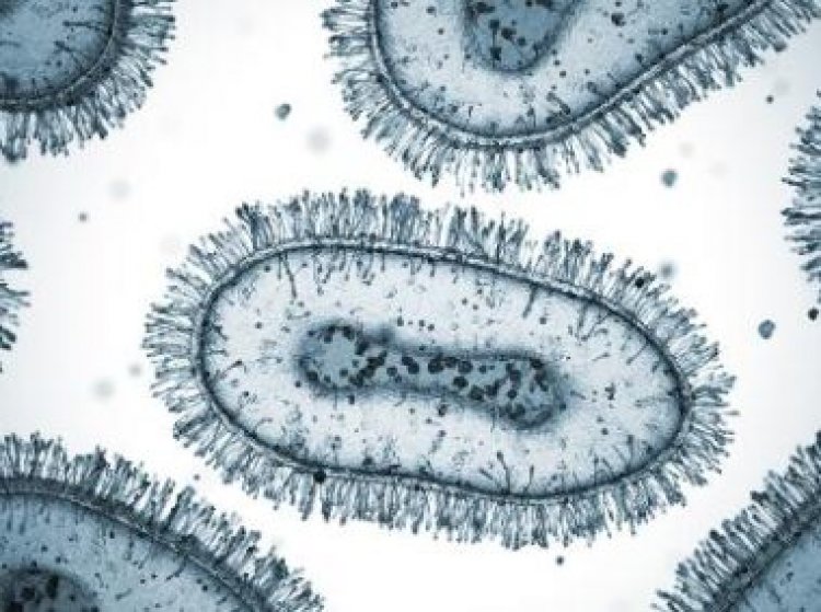 Viçosa confirma primeiro caso suspeito de Varíola dos Macacos