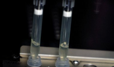 SP define medidas para prevenção e controle da varíola dos macacos