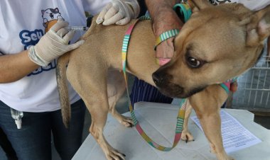 Rio inicia campanha de vacinação antirrábica