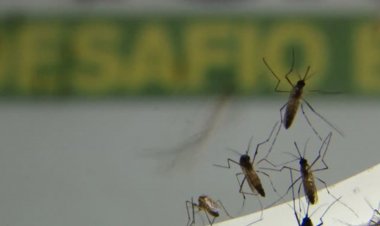 Cambridge reforça eficácia de mosquitos modificados contra doenças