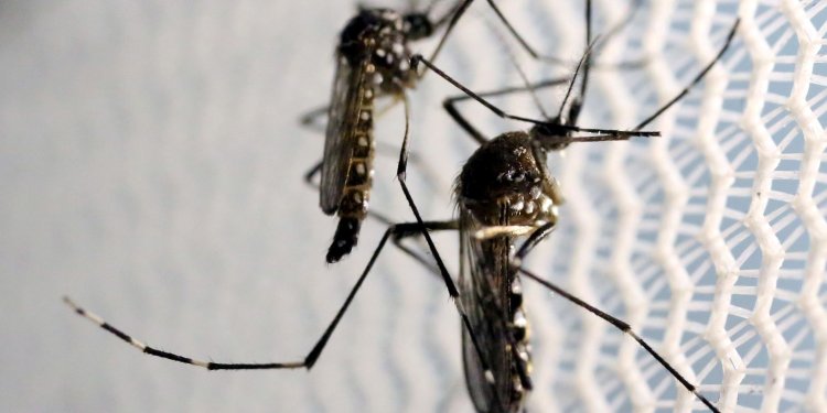 Dia Nacional de Combate ao Aedes aegypti é neste sábado