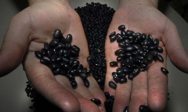 Pesquisa aponta que feijão é aliado na luta contra obesidade