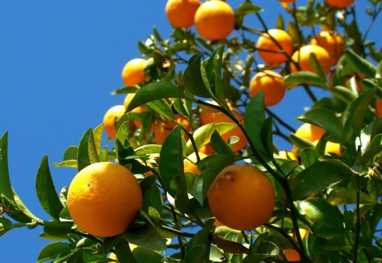 Cartilha da Emater-MG ensina como montar um pomar doméstico