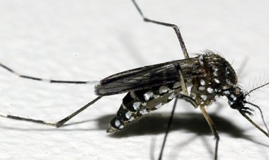 Dengue, chikungunya e zika: quando procurar ajuda?