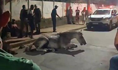 Homem é preso em Leopoldina agredindo cavalo com chutes e chicotadas