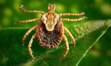 Febre maculosa: saiba mais sobre prevenção, sintomas e tratamento