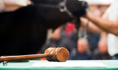 Ubá: Leilão de animais apreendidos acontece neste domingo, 22/10