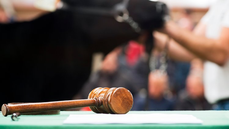 Ubá: Leilão de animais apreendidos acontece neste domingo, 22/10