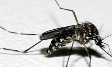 Minas Gerais promove segundo Dia D de combate às arboviroses