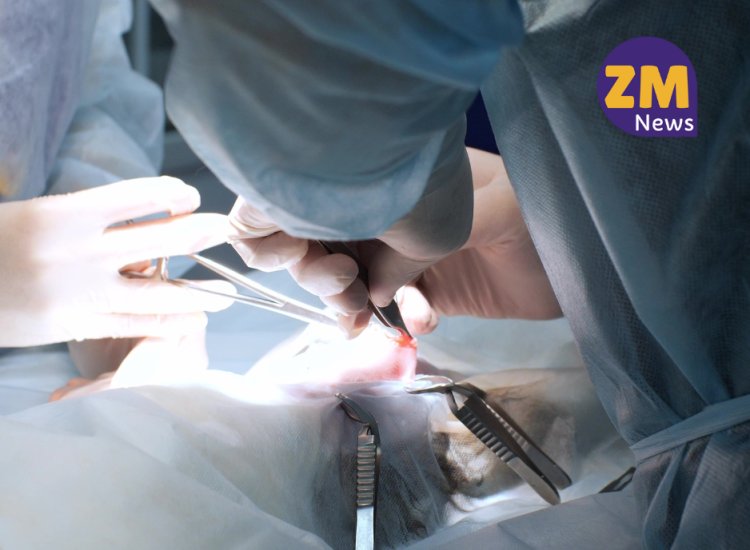 Prefeitura de Ubá realiza serviço gratuito de castração animal