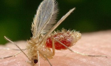 Governo de Minas reforça importância de diagnóstico e tratamento precoces da leishmaniose