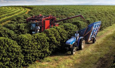 Exportações do agro mineiro superam US$ 14 bilhões em 2024