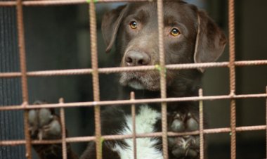 MPMG obtém decisão da Justiça que determina adoção de medidas de proteção aos animais existentes em canil particular, em Carangola