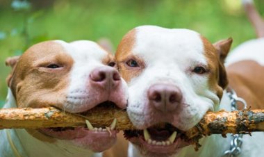 Cães da raça Pit Bull não podem entrar nem procriar em Minas Gerais