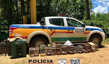 Polícia Militar do Meio Ambiente apreende 13 pássaros silvestres e aplica multa de R$ 32 mil em Teixeiras
