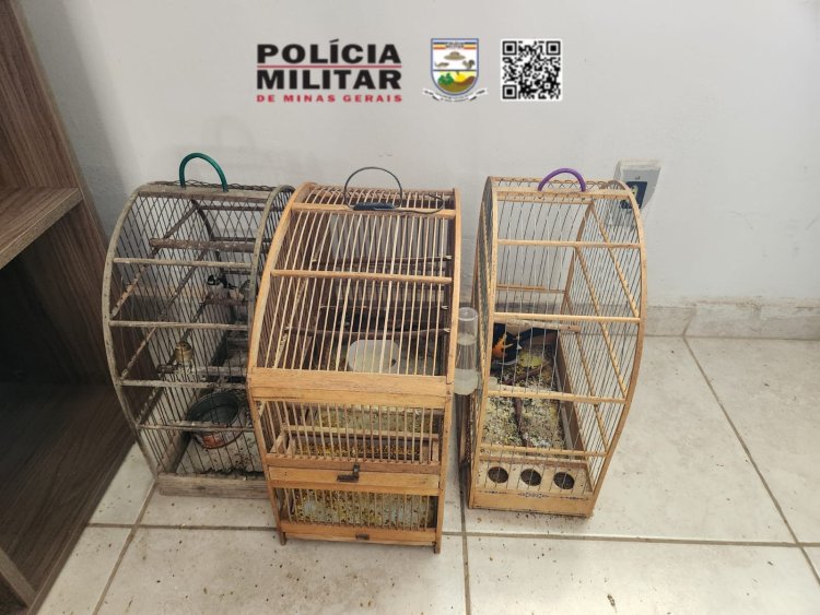 São Geraldo: 13 pássaros silvestres são encontrados em cativeiros e multas somam R$26 mil