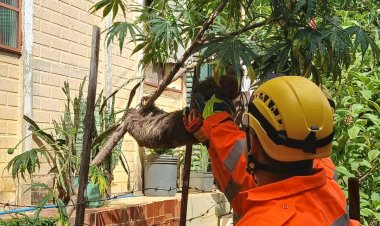 2ª Companhia de Bombeiros realizam captura de animal silvestre em Ubá
