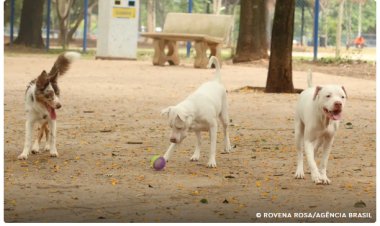 Saiba como funciona o SinPatinhas, novo RG Animal para cães e gatos